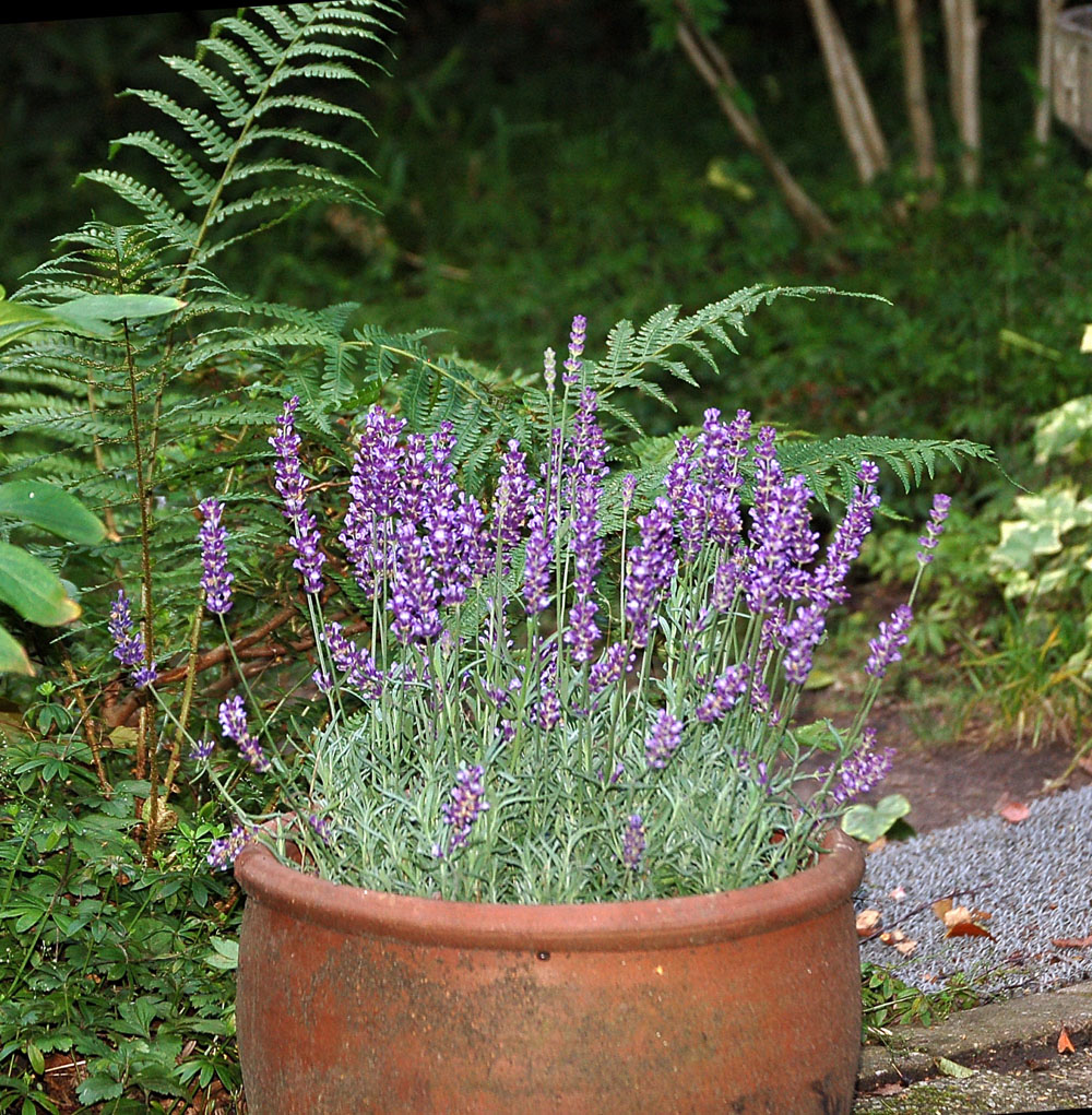 DER LAVENDEL HAT´´S ÜBERSTANDEN