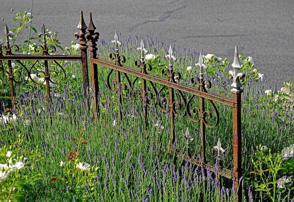 Der Lavendel ist nun endlich voll am Zug - sehr spät dieses Jahr, aber ...