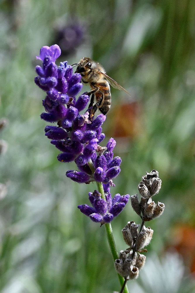 Der Lavendel liegt im Spätsommer in den letzten Zügen!