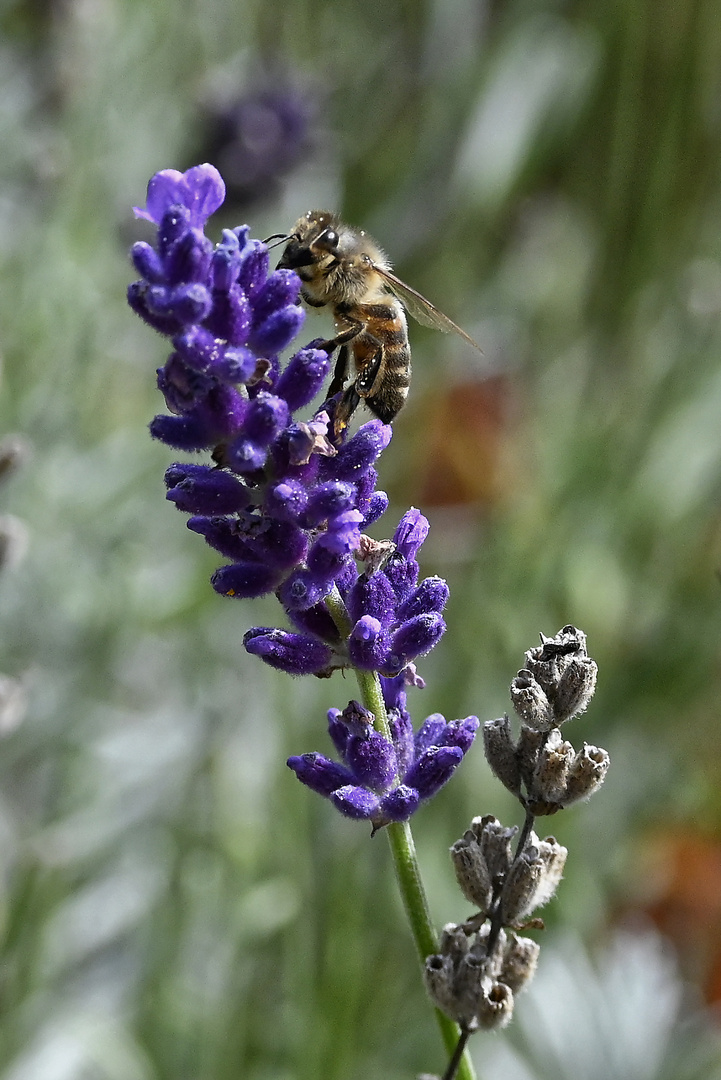 Der Lavendel liegt im Spätsommer in den letzten Zügen!