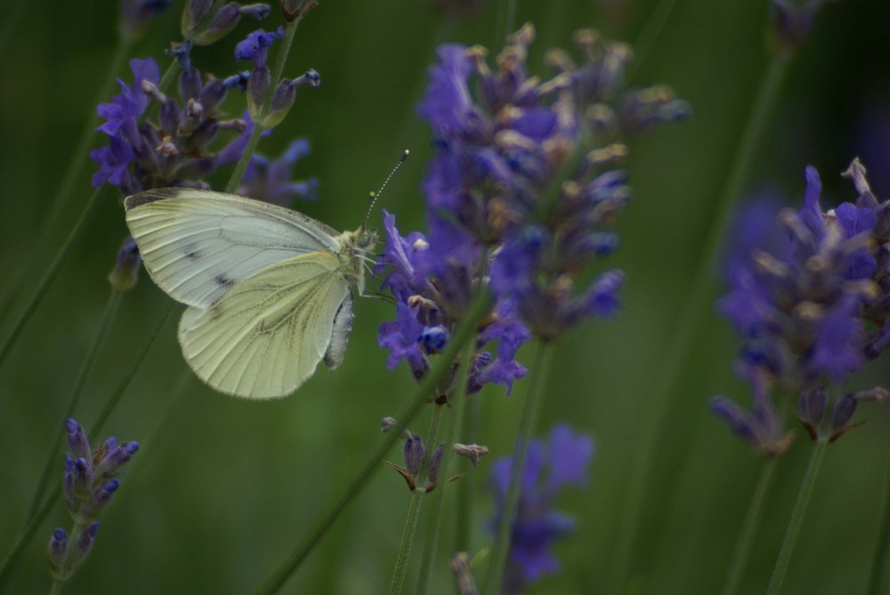 Der Lavendel lockt