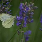 Der Lavendel lockt