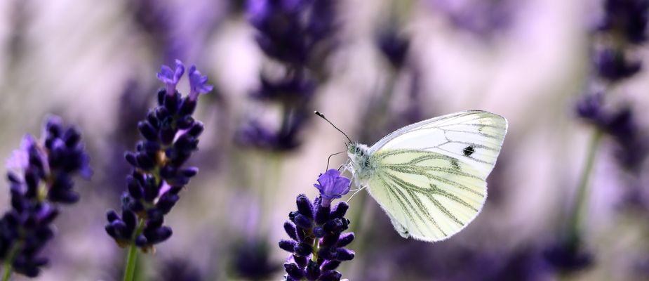 Der Lavendel lockt