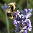 Der Lavendel lockt