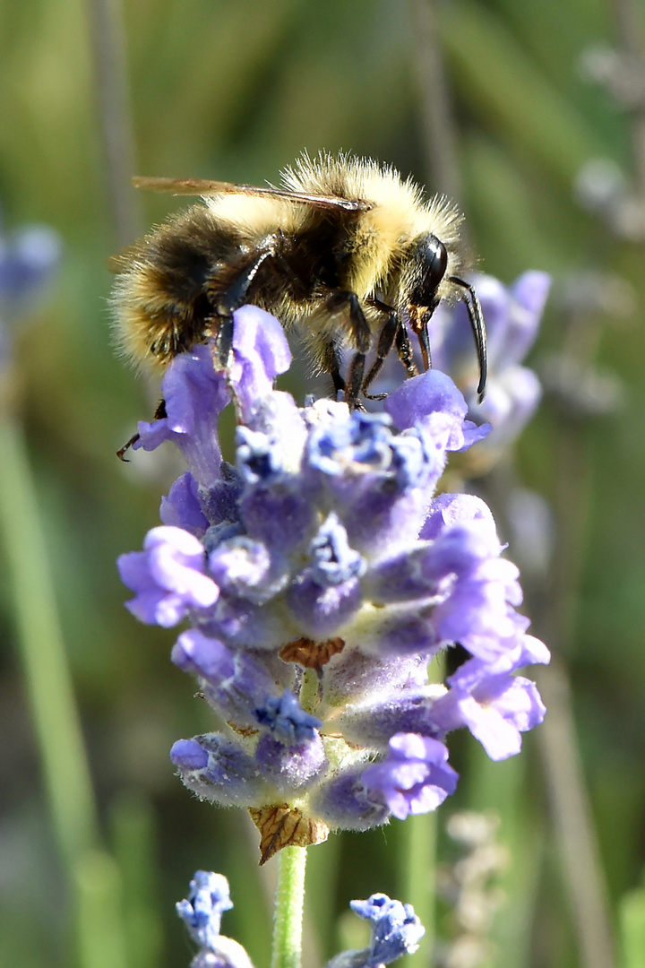 Der Lavendel lockt Alle Foto & Bild makro, natur, insekten Bilder auf