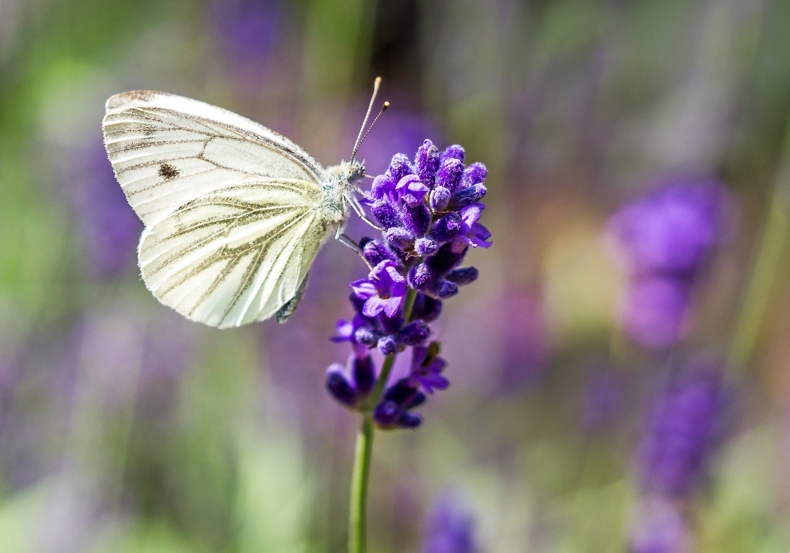 Der Lavendel lockt Insekten an ...