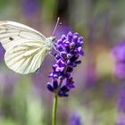 Der Lavendel lockt Insekten an ...