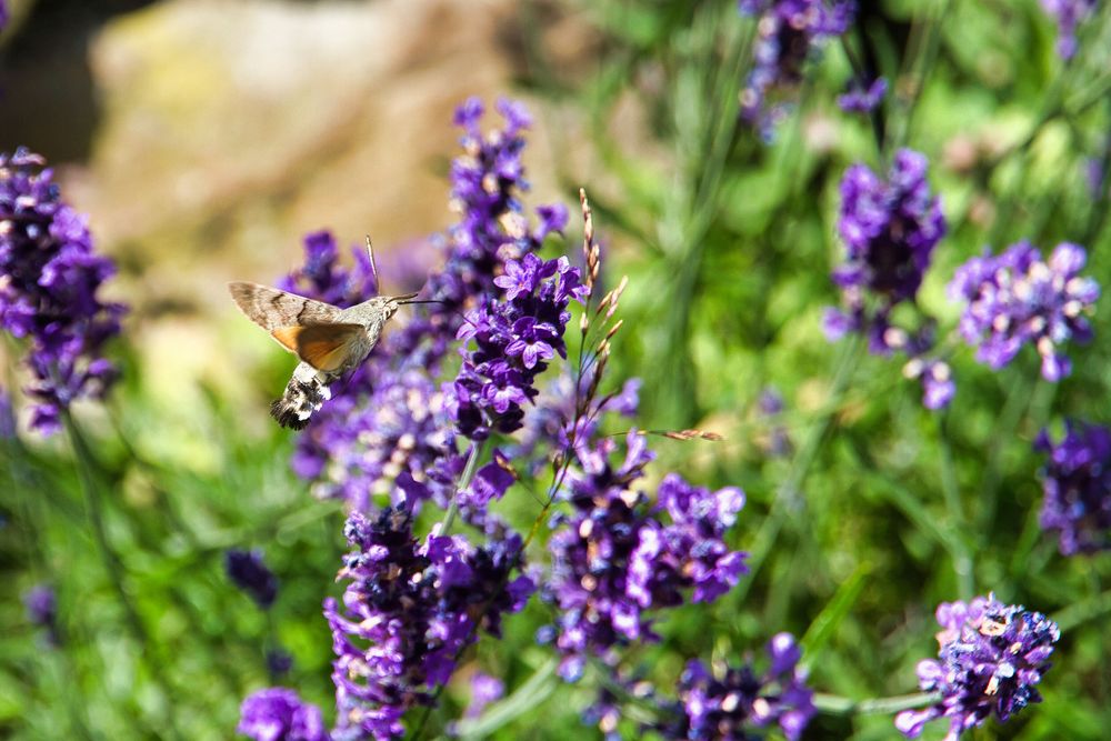 Der Lavendel lockte das Taubenschwänzchen immer wieder an.004978 Foto