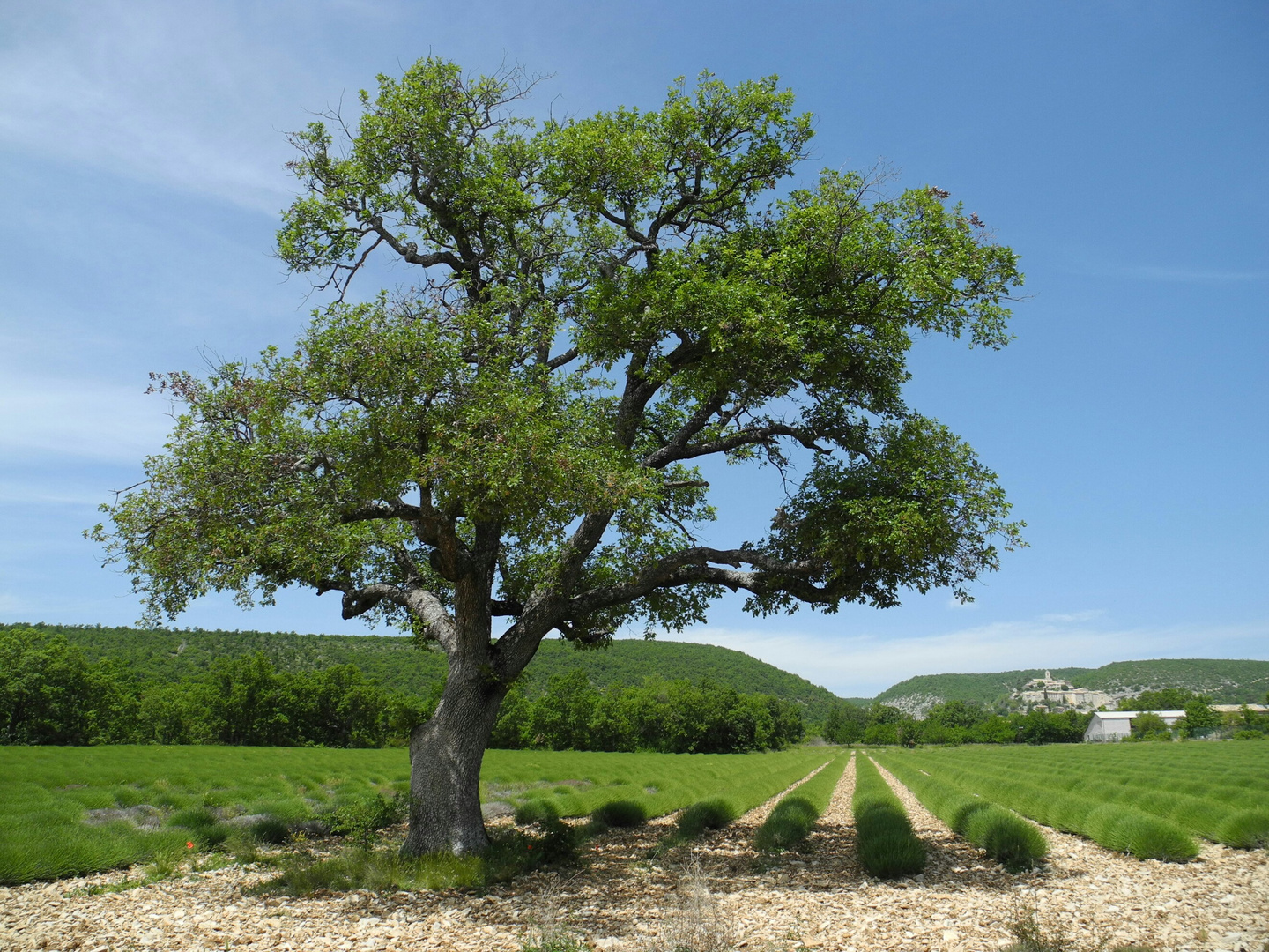 Der Lavendel steht in den Startlöchern