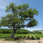 Der Lavendel steht in den Startlöchern