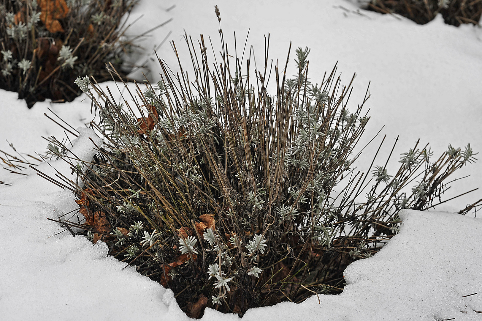 Der Lavendel taucht wieder auf aus dem Schnee!