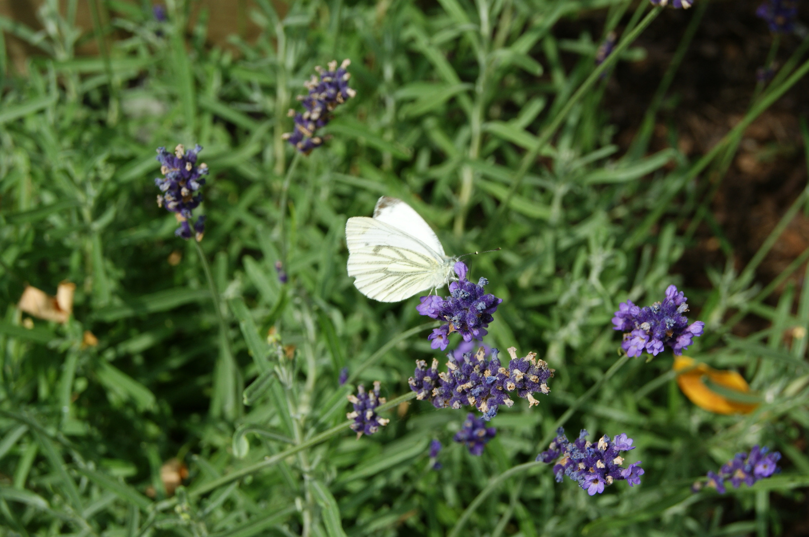 Der Lavendel und der Schmetterling