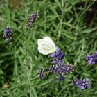 Der Lavendel und der Schmetterling