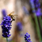 Der Lavendel und die Biene