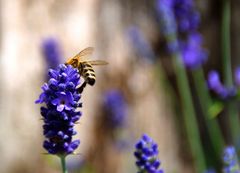 Der Lavendel und die Biene