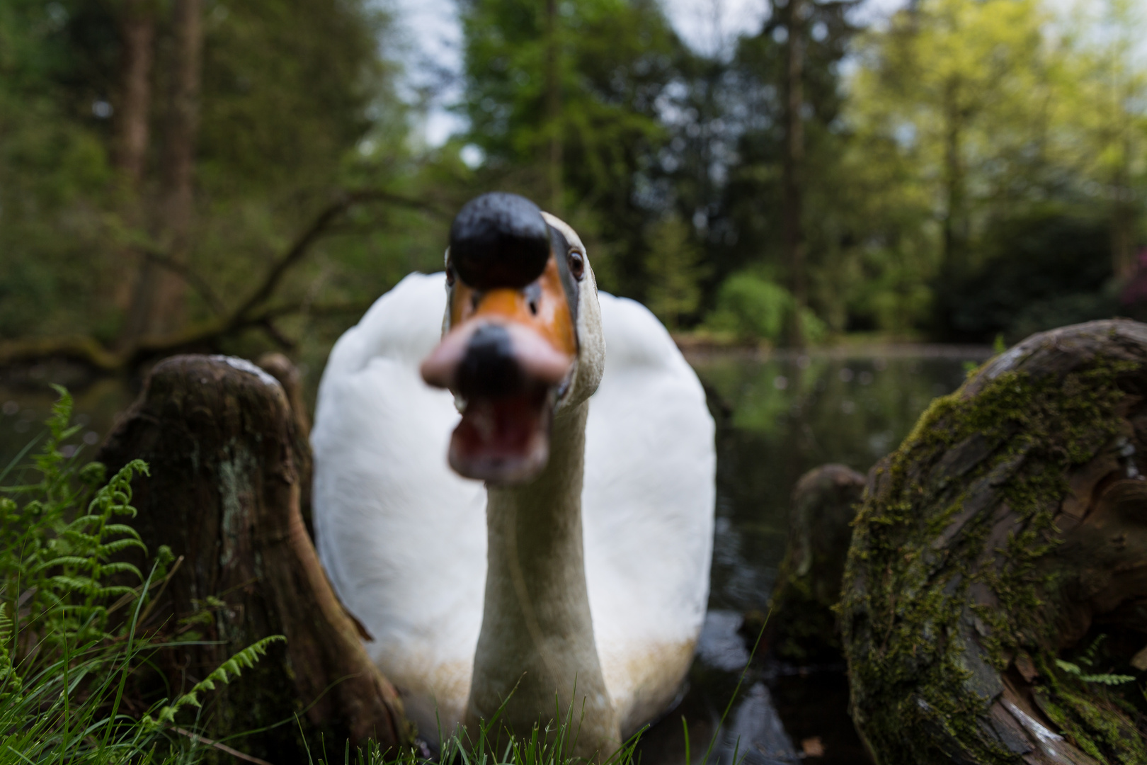 Der lebendige Schwan - ganz nah