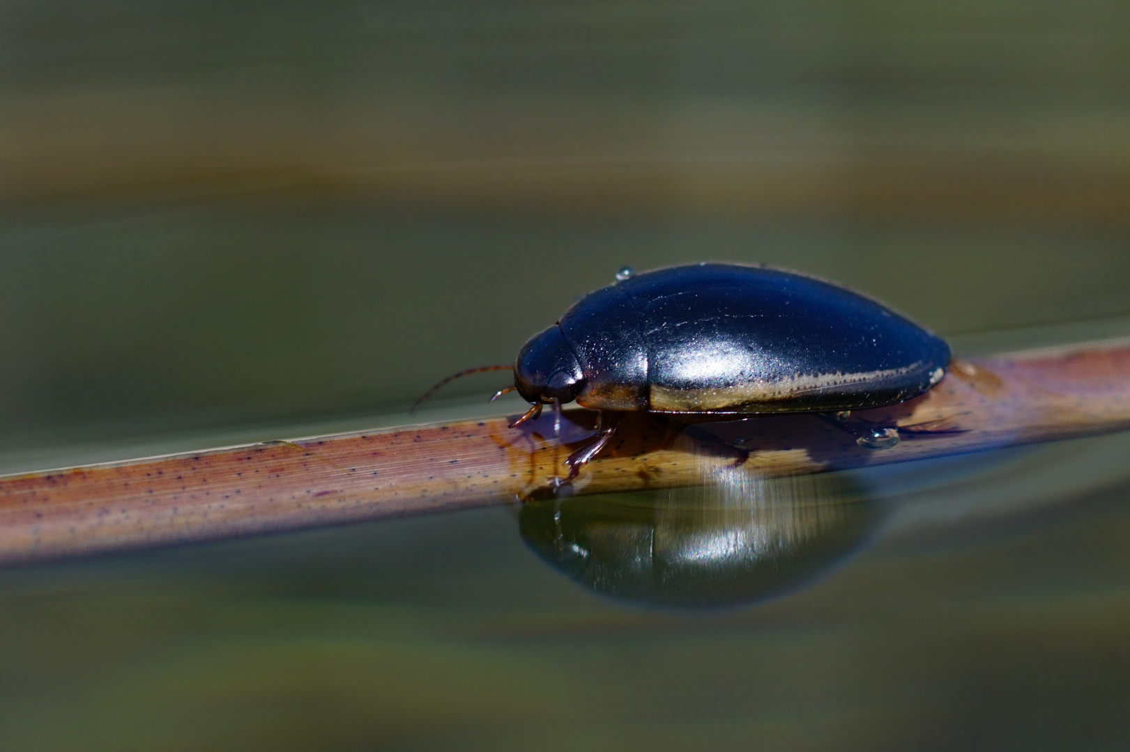 Der lebendige Teich Hydaticus seminiger beim Trocknen Foto & Bild