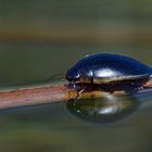 Der lebendige Teich - Hydaticus seminiger - beim Trocknen