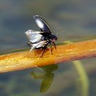 Der lebendige Teich - Und dann hebt er ab...völlig losgelöst - ( Hydaticus seminiger)