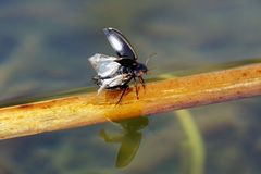 Der lebendige Teich - Und dann hebt er ab...völlig losgelöst - ( Hydaticus seminiger)