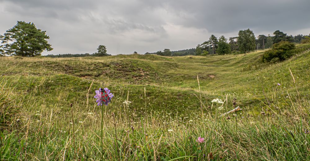 Der Lebensraum Foto & Bild tiere, wildlife, schmetterlinge Bilder