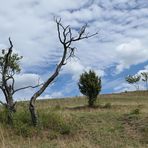 Der Lebensraum der Berghexen in der Thüringischen Rhön 02