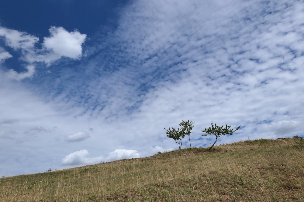 Der Lebensraum der Berghexen und Ockerbindigen Samtfalter in der Thüringischen Rhön 01