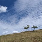 Der Lebensraum der Berghexen und Ockerbindigen Samtfalter in der Thüringischen Rhön 01