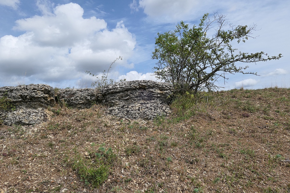 Der Lebensraum der Berghexen und Ockerbindigen Samtfalter in der Thüringischen Rhön 03