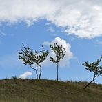 Der Lebensraum der Berghexen und Ockerbindigen Samtfalter in der Thüringischen Rhön 07