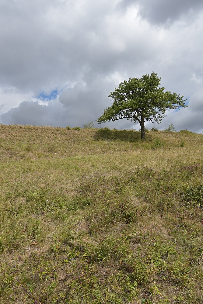 Der Lebensraum der Berghexen und Ockerbindigen Samtfalter in der Thüringischen Rhön 10