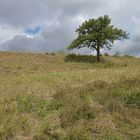 Der Lebensraum der Berghexen und Ockerbindigen Samtfalter in der Thüringischen Rhön 10