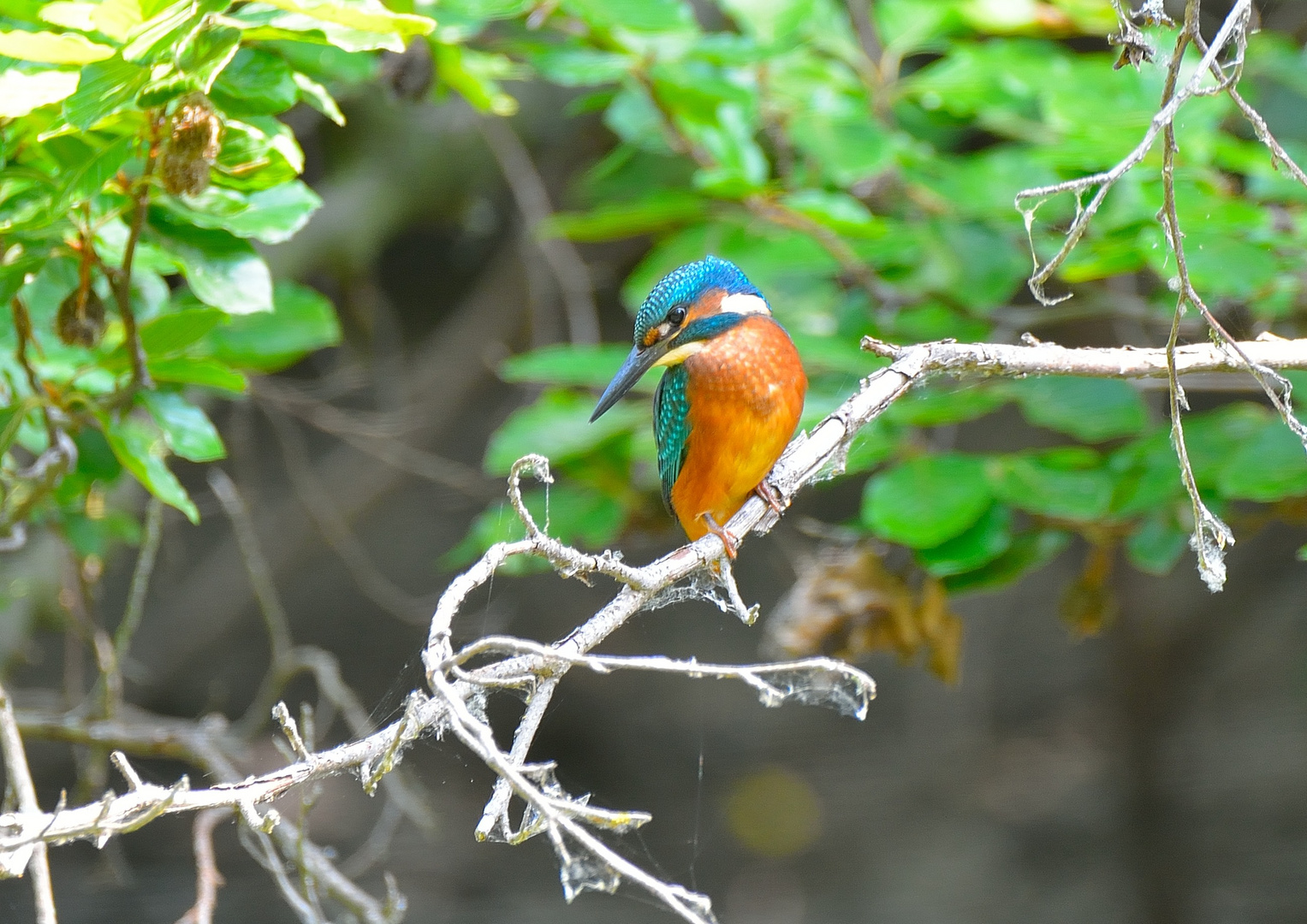 Der Lebensraum vom Eisvogel (Alcedo atthis)