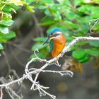 Der Lebensraum vom Eisvogel (Alcedo atthis)