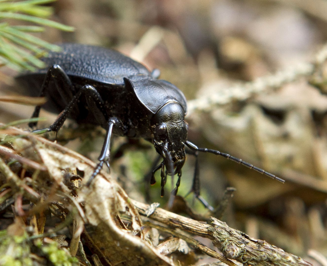 Der Lederlaufkäfer