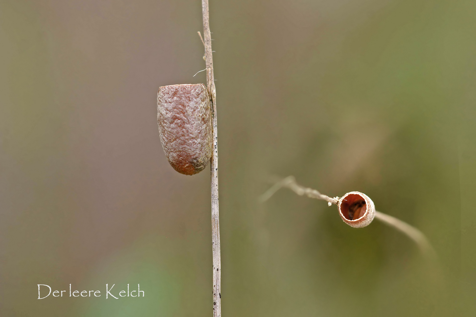 Der leere "Kelch"