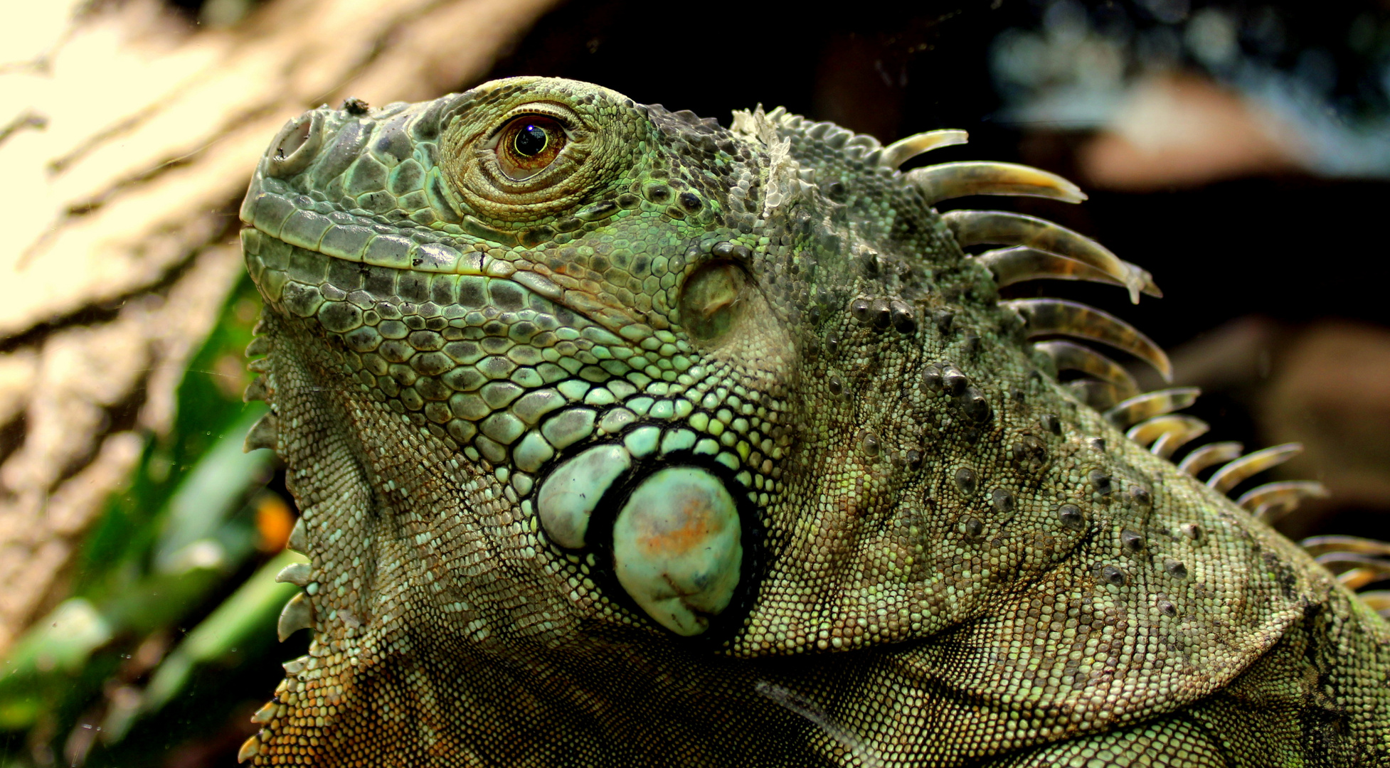 Der Leguan im Wormser Tiergarten