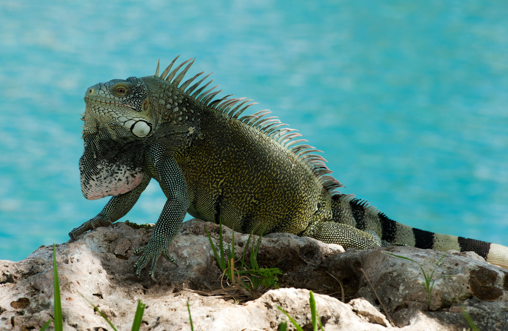 Der Leguan ist das obligatorische Haustier in jedem Hotel auf Curacao