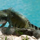 Der Leguan ist das obligatorische Haustier in jedem Hotel auf Curacao