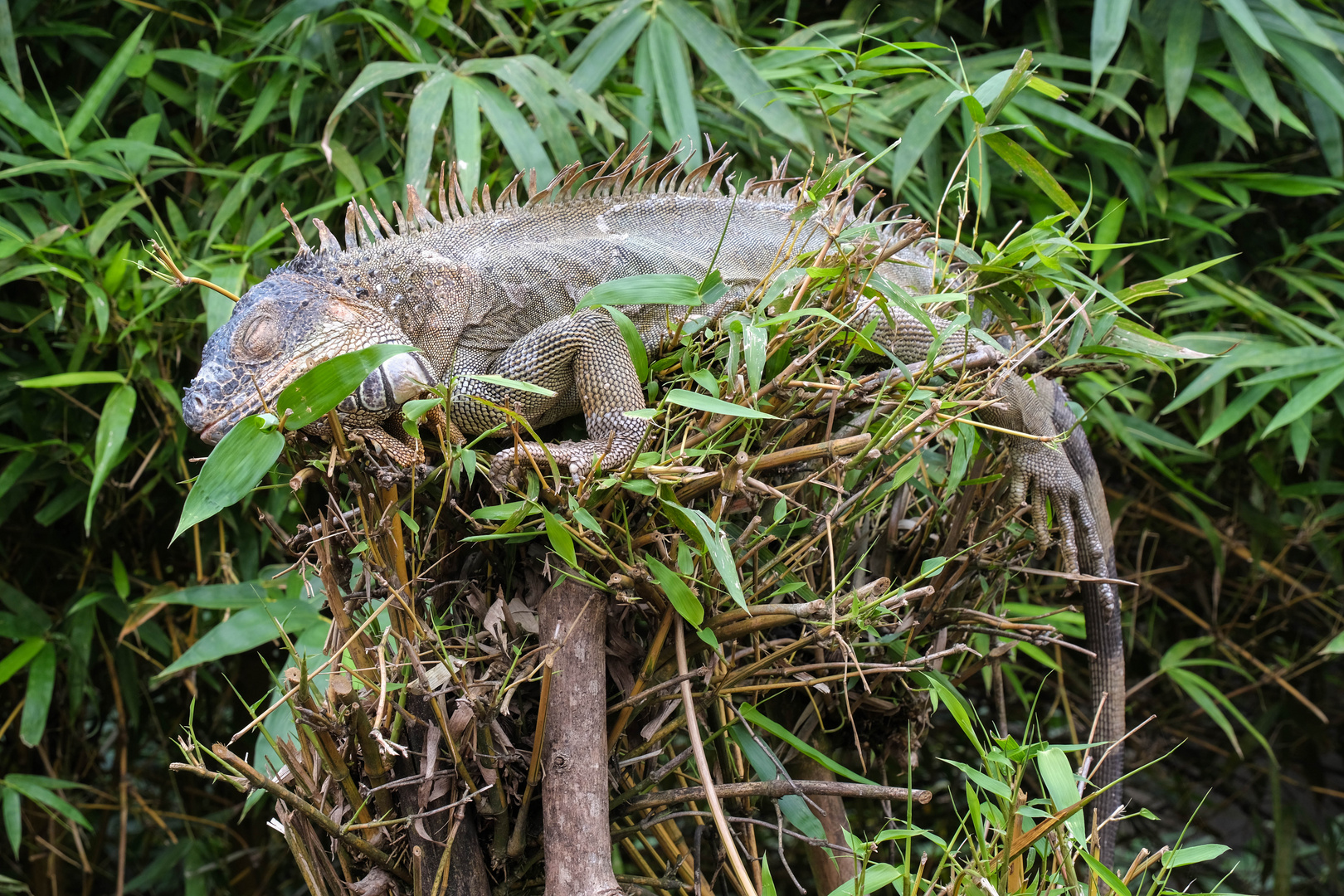 ...der Leguan Schlafplatz...