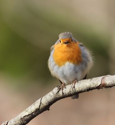 .*.*.*.*  der leicht frierende Robin ......