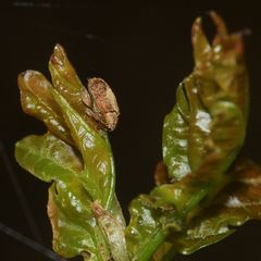 Der leicht zu übersehende ROTBRAUNE EICHEN-SPRINGRÜSSLER (ORCHESTES QUERCUS)