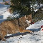 Der Leitwolf holt sich den ersten Fleischbrocken !