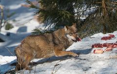 Der Leitwolf holt sich den ersten Fleischbrocken !