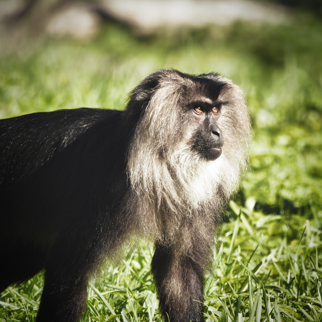 Der "Leland Sklar" der Affenwelt