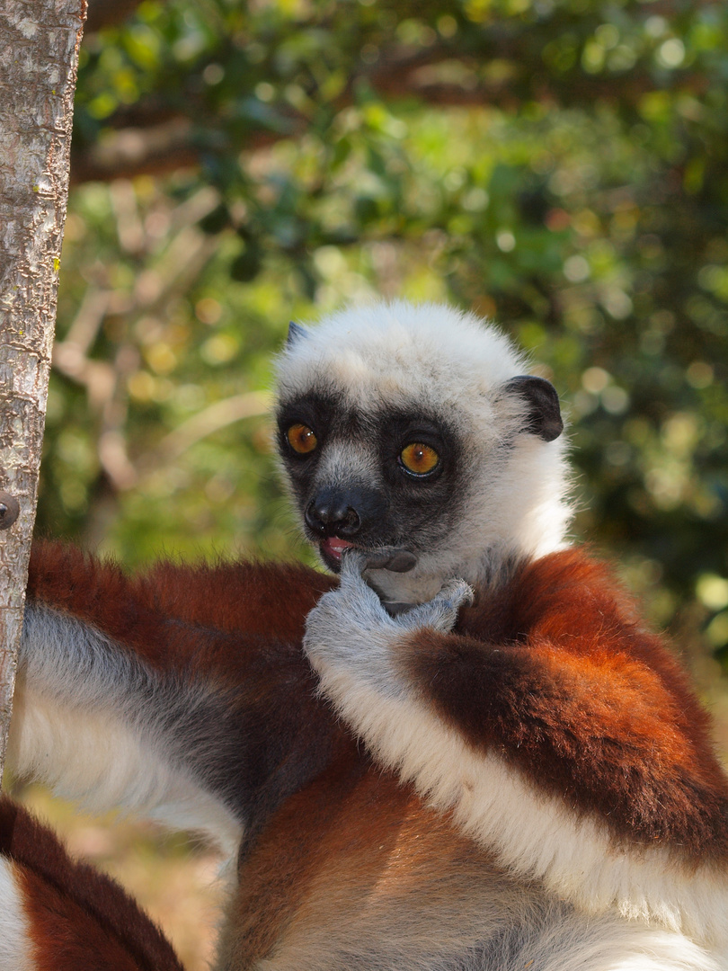 Der Lemur