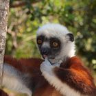 Der Lemur