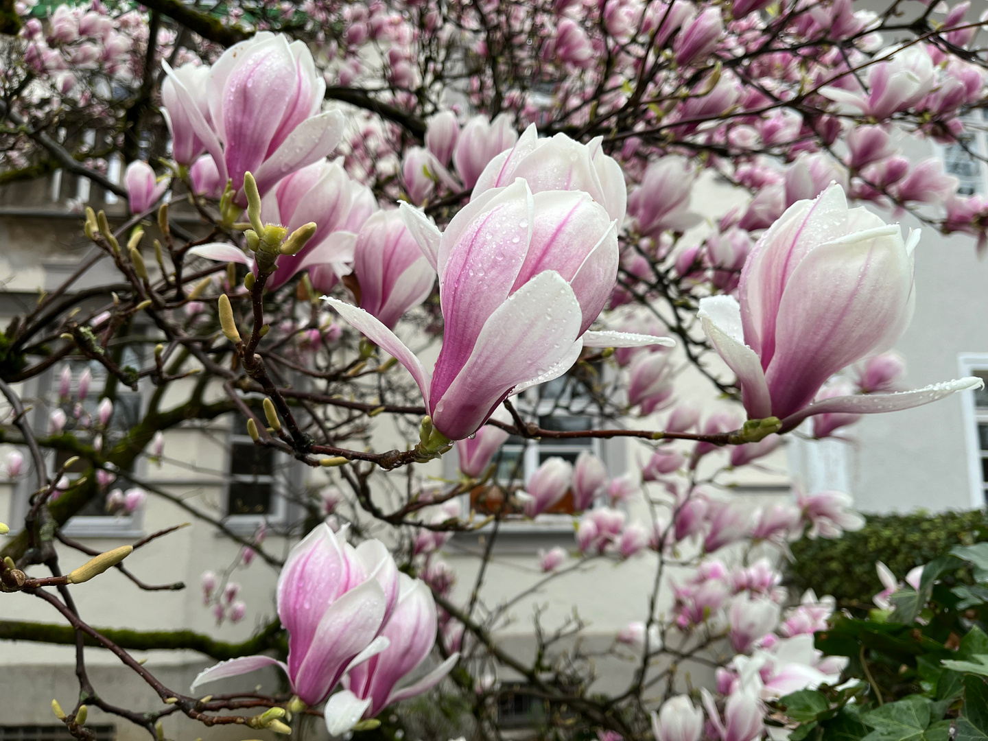 Der Lenz ist da ! Foto & Bild frühling, natur, blüte Bilder auf