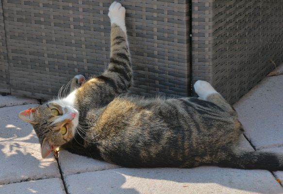 der Leonardo ist auch ein schöner Junge