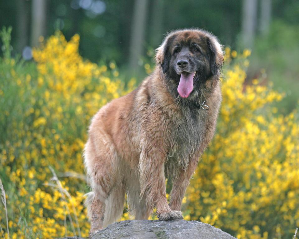 Der Leonberger